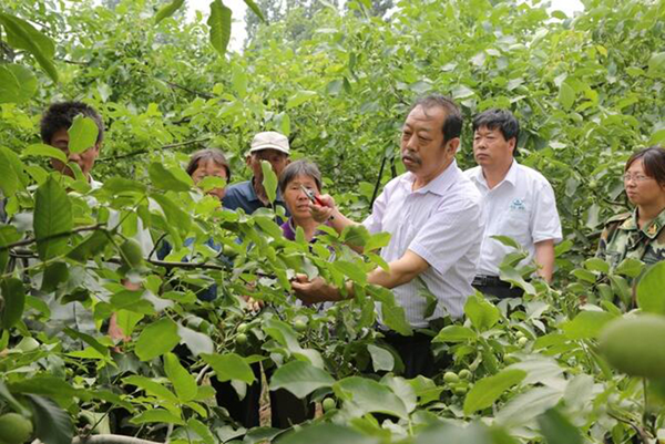 圖為李保國在田間為農戶講解核桃栽培實用技術。